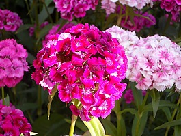 永恒的,花花園,盛開