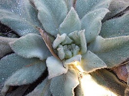 花園,花,灰色的花