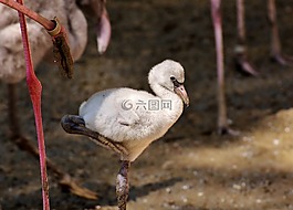 火烈鳥,小雞,可愛