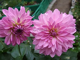 花,花園,大麗花
