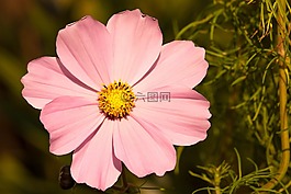 紫色的小花,開(kāi)花,花