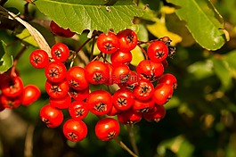rowanberries,橙,秋季