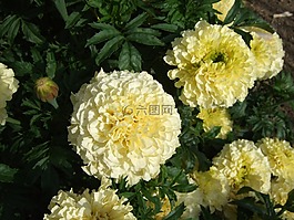 花,黃色的花,花園