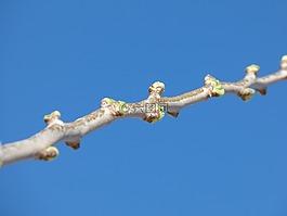分支機(jī)構(gòu),爆發(fā),春
