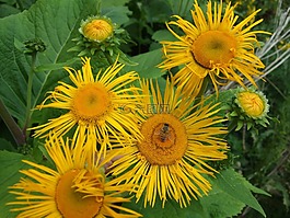 花,黃,花園