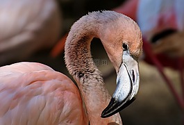 弗拉明戈,鳥(niǎo),豐富多彩