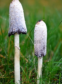 蘑菇,草,自然