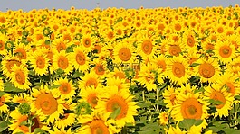 向日葵,黃色花,向日葵的字段