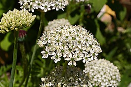 觀賞蔥,白zierlauch,開(kāi)花