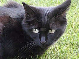 貓,katzenkopf,動物
