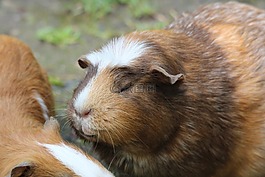 豚鼠,caviidae,嚙齒動物的物種