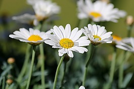雛菊,花,夏季