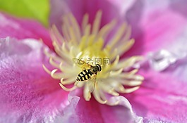 花,粉紅色,自然