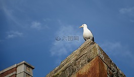 海鷗,鳥,布列塔尼
