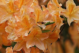 杜鹃,石南科,芽