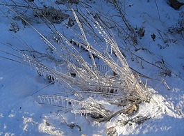 eiskristalle,草,冬天