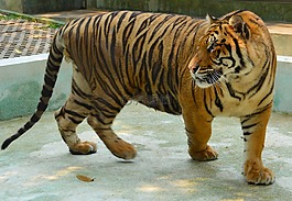 虎,動物,自然