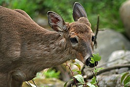 鹿,動物,野生