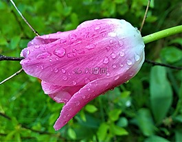 郁金香,花卉,雨滴