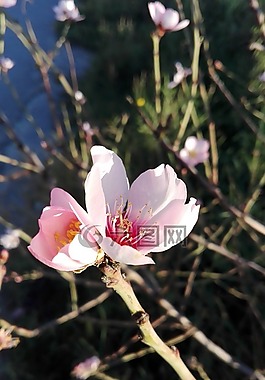 鮮花,杏仁樹,春