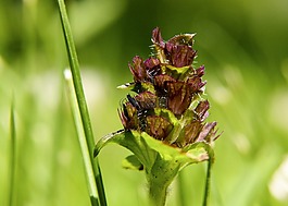 野生花卉,野生植物,自然
