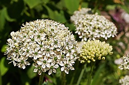 觀賞蔥,白zierlauch,開(kāi)花