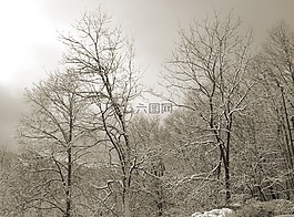 樹木,冬天,冷
