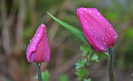 郁金香,百合,春