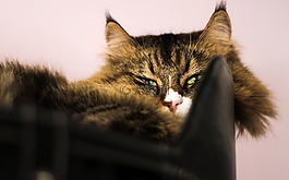 猫,西伯利亚,猫的头