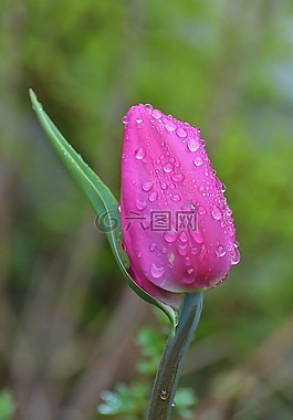 郁金香,百合,春