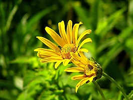 花,翠菊,黃色