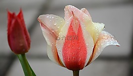 郁金香,百合,春