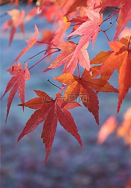 秋,叶子,橙色