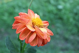 花,綠色,植物