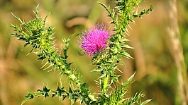 szamárt?vis,野花,紫色