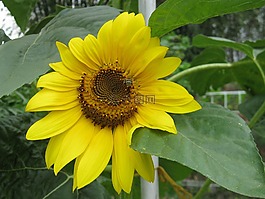 向日葵,蜜蜂,植物