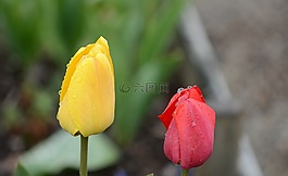 郁金香,百合,春