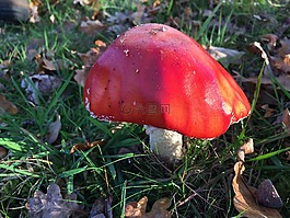蘑菇,秋季,性質(zhì)