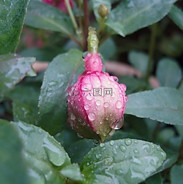 開花,雨滴,花