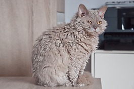 貓,動物,可愛