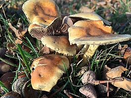 蘑菇,秋季,性質(zhì)