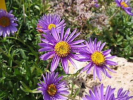 花,翠菊,水華
