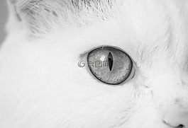 貓,貓的眼睛,眼