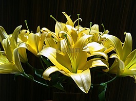 百合花,白,黑暗