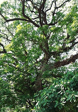 樹,植物,綠色