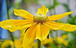 花,黃色,花的