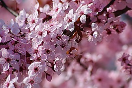鮮花,多彩,春
