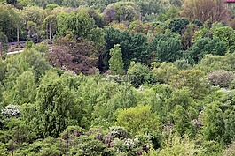 森林,性質(zhì),氣氛