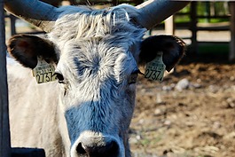 動物,牛,牛肉