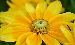 黃色,花,花的